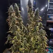 Bruce banner auto