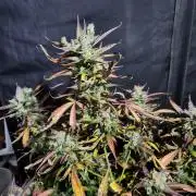Black dog auto
