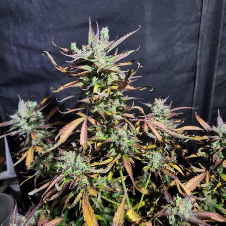 Black dog auto