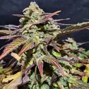 Polar express Auto