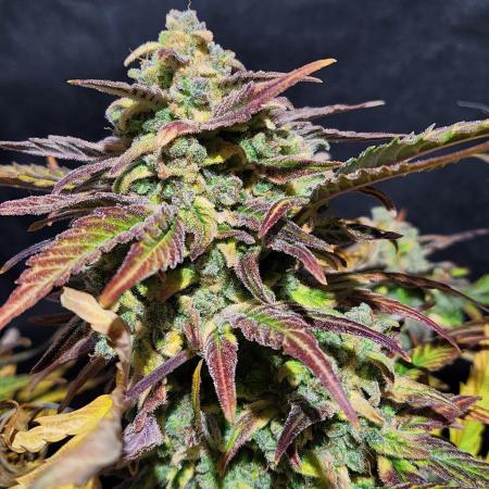 Polar express Auto