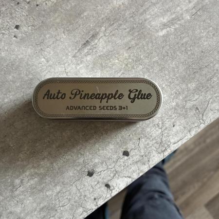 Auto Pinneapple Glue