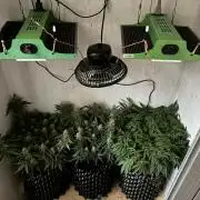 Wedding cake auto+milkywayf1 hybrid auto