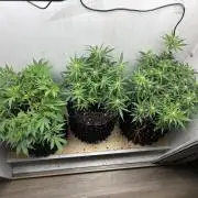 Wedding cake auto+milkywayf1 hybrid auto