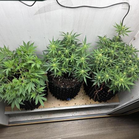 Wedding cake auto+milkywayf1 hybrid auto