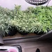 Wedding cake auto+milkywayf1 hybrid auto