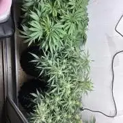 Wedding cake auto+milkywayf1 hybrid auto