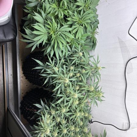 Wedding cake auto+milkywayf1 hybrid auto