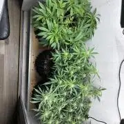 Wedding cake auto+milkywayf1 hybrid auto