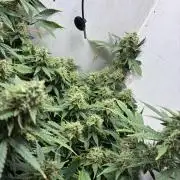 Wedding cake auto+milkywayf1 hybrid auto