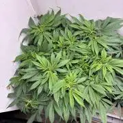 Wedding cake auto+milkywayf1 hybrid auto