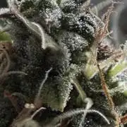 Wedding cake auto+milkywayf1 hybrid auto