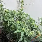 Wedding cake auto+milkywayf1 hybrid auto