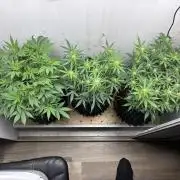 Wedding cake auto+milkywayf1 hybrid auto