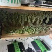 Wedding cake auto+milkywayf1 hybrid auto