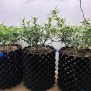 Wedding cake auto+milkywayf1 hybrid auto