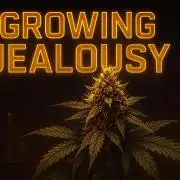 Barney's Farm going Jealousy