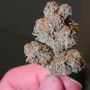 Purple haze