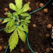 Airpots+ organic super coco mix