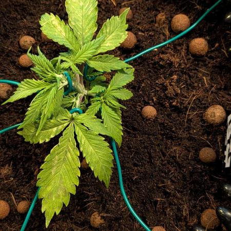Airpots+ organic super coco mix