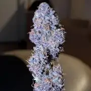 Purple lemonade second grow
