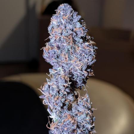 Purple lemonade second grow