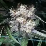 Original Bruce Banner  