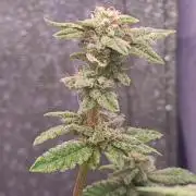 Mini grow bluberry