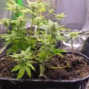 Mini grow bluberry