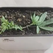 Mini-grow