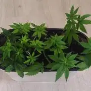 Mini grow bluberry
