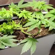 Mini grow bluberry