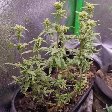 Mini-grow