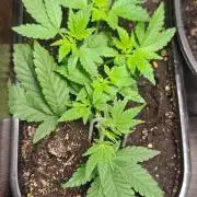 Mini grow bluberry