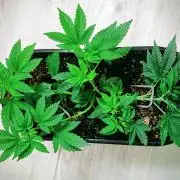 Mini grow bluberry