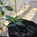 Mini grow bluberry