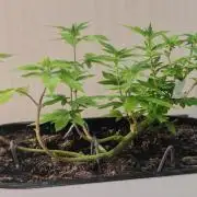 Mini grow bluberry