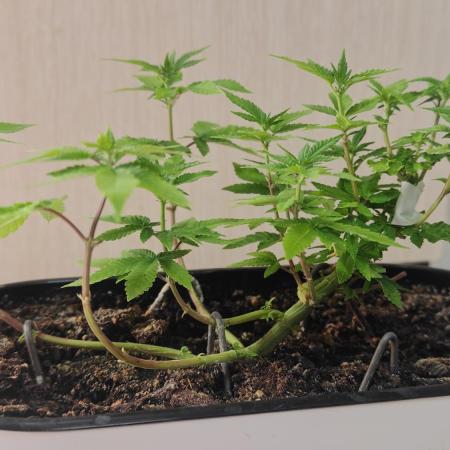 Mini grow bluberry