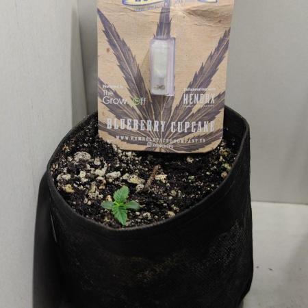 Mini grow bluberry