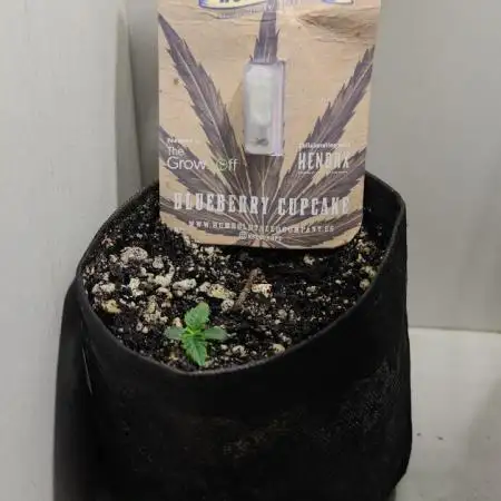 Mini grow bluberry