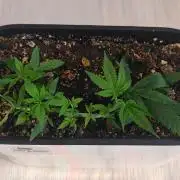 Mini-grow