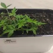 Mini-grow