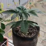Mini grow bluberry
