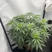 BBM - Tasty Terps