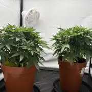 BBM - Tasty Terps