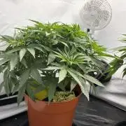 BBM - Tasty Terps