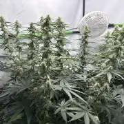 BBM - Tasty Terps