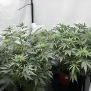 BBM - Tasty Terps