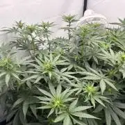 BBM - Tasty Terps