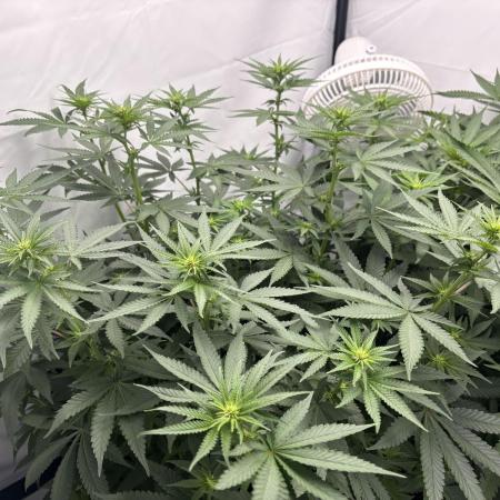 BBM - Tasty Terps